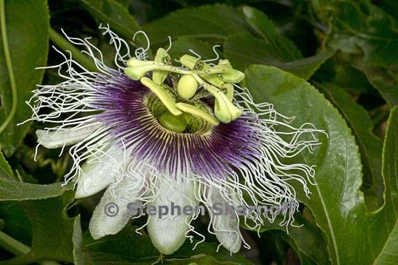 passiflora edulis 2 graphic